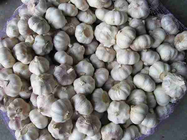 Fresh Normal White Garlic (可变) - Image 3