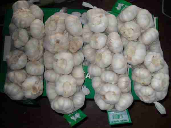 Fresh Normal White Garlic with carton packing - Image 4