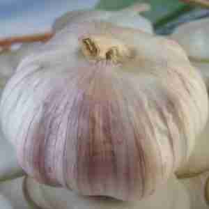 Fresh Normal White Garlic