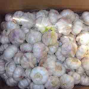 Fresh Normal White Garlic with carton packing
