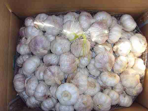 Fresh Normal White Garlic with carton packing