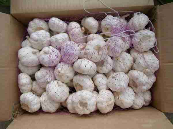 Fresh Pure White Garlic - Image 2