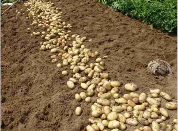 Fresh Potato - Image 3