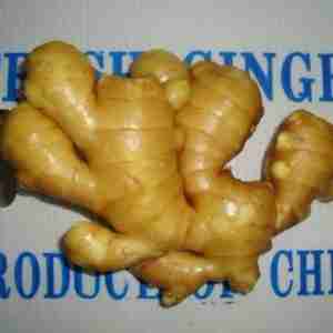 Ginger