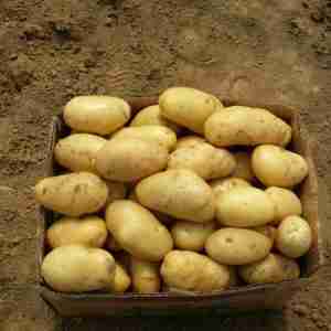 Potato