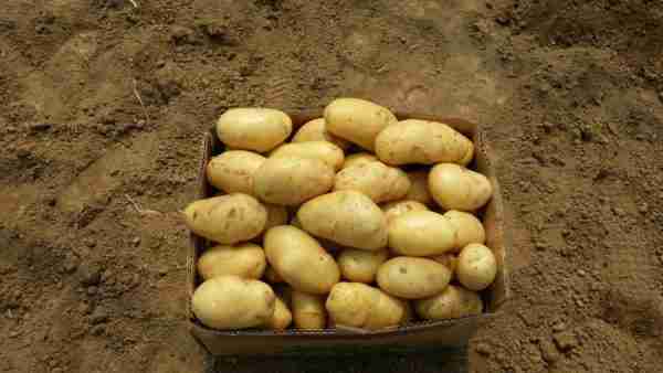 Fresh Potato - Image 2