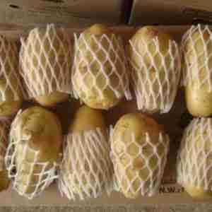 Fresh Potato