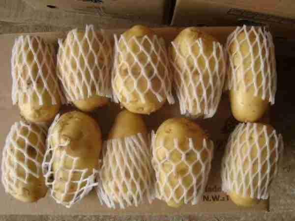 Fresh Potato
