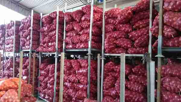 Fresh Onion - Image 4