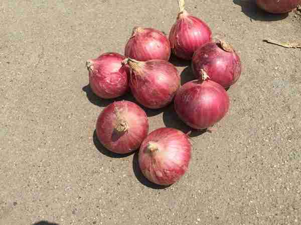 Fresh Onion - Image 2