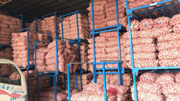 Fresh Normal White Garlic with carton packing - Image 2