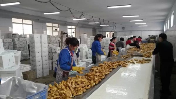 Fresh Ginger - Image 2